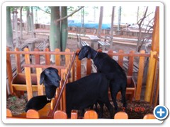 Haras